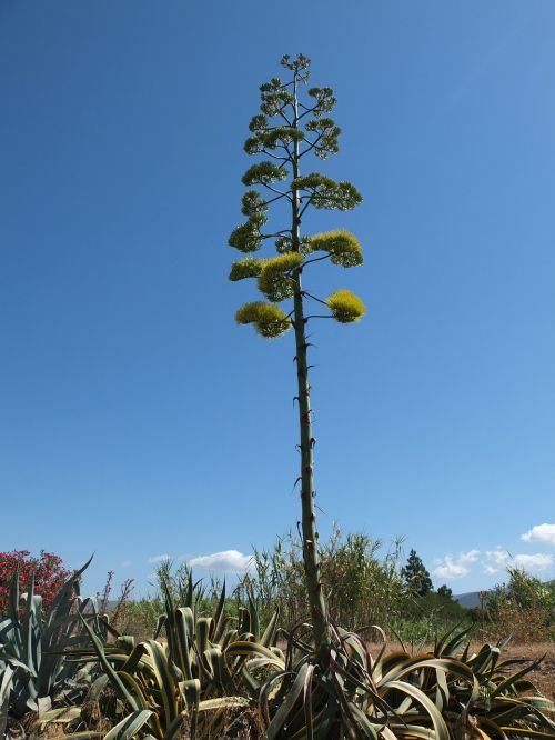 agave inflorescence agavengewächs