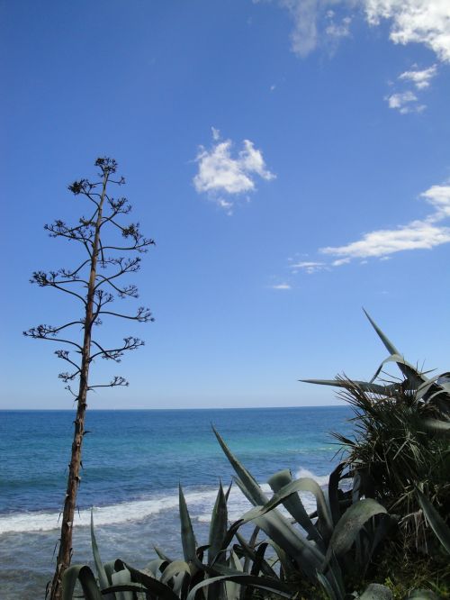 agave mediterranean spain