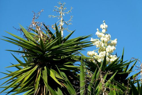 agave plant flora
