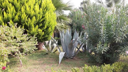 agave succulent garden