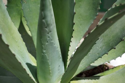 agave cactus plant