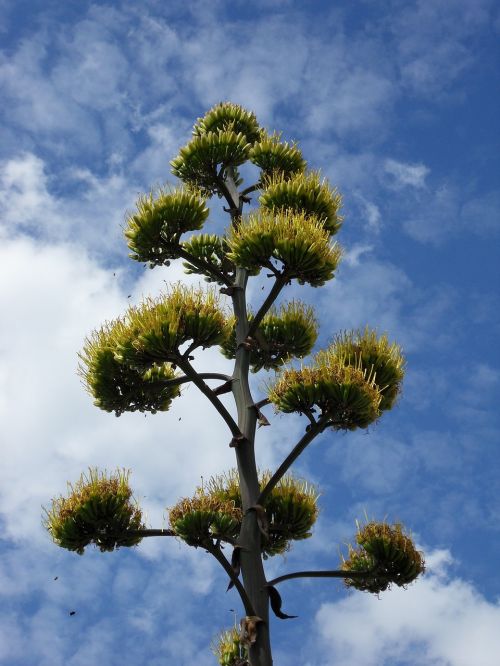 agave plant bloom