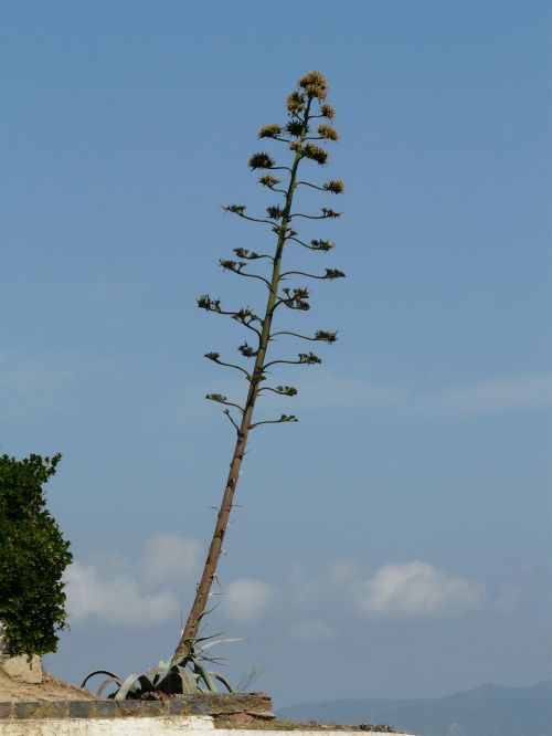 agave plant flower