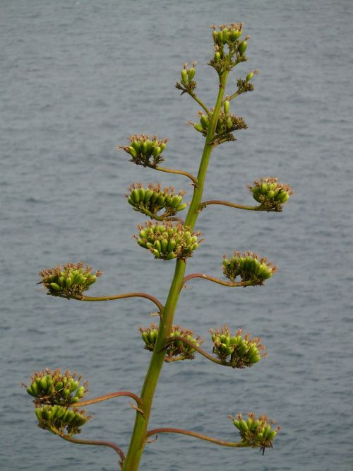 agave plant flower