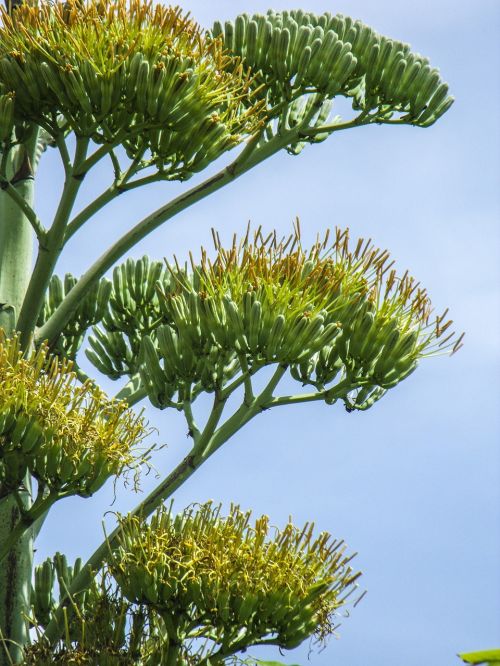 agave flower agave blossom