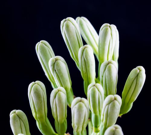 agave flower inflorescence blossom