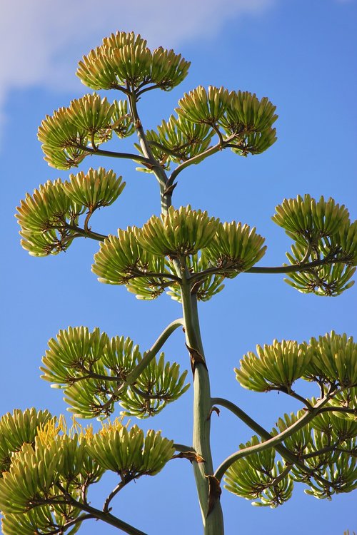 agave flower  flowers  inflorescence