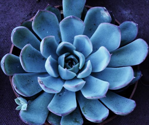 Agave Plant