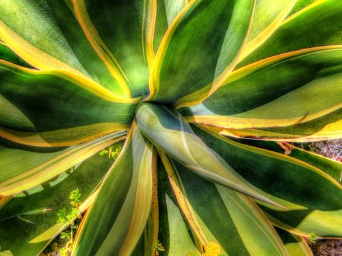 Agave Plant