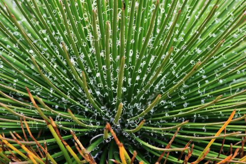 Agave Succulent