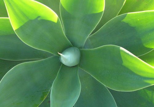 Agave