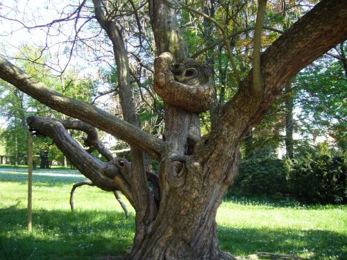 age tree nature