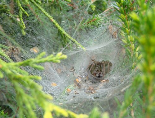 agelenidae spider south west of france canvas shaped tunnel