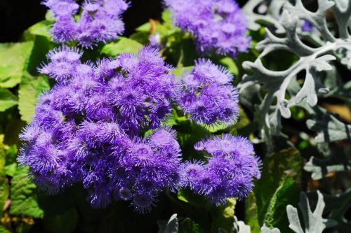 ageratum flower nature