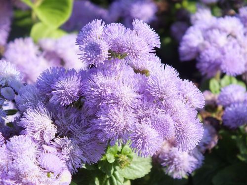 ageratum flowers lilac