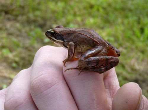 agile frog frog žabka