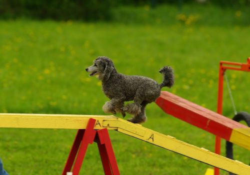 agility dog animal
