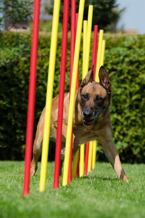 agility slalom malinois