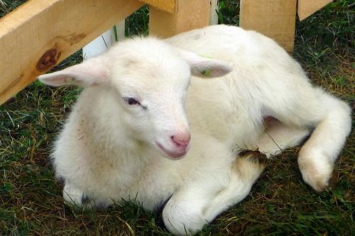 Lamb