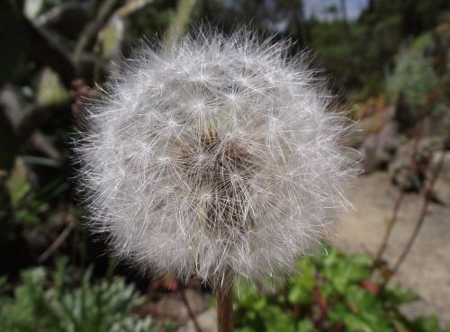 agoseris grandiflora california dandelion bigflower agoseris