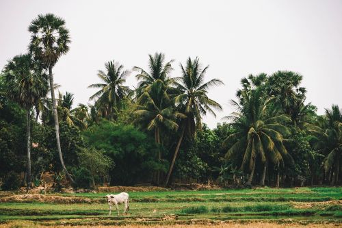 agricultural agriculture asia