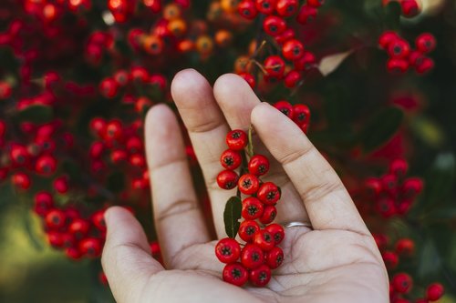 agricultural  agriculture  berries