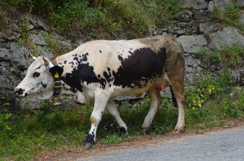 animal cattle cow