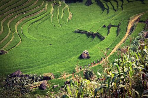 agriculture cropland landscape