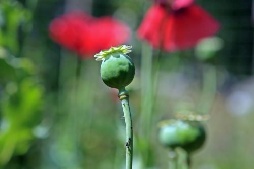 agriculture berbaceous codeine