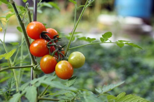 tomato tomatoes red