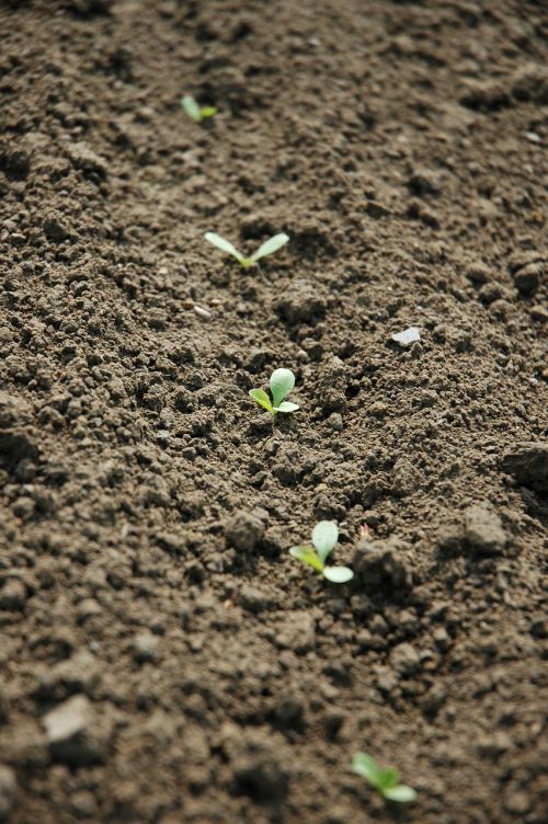 agriculture seedlings field