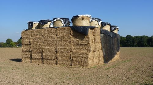 agriculture straw straw bales