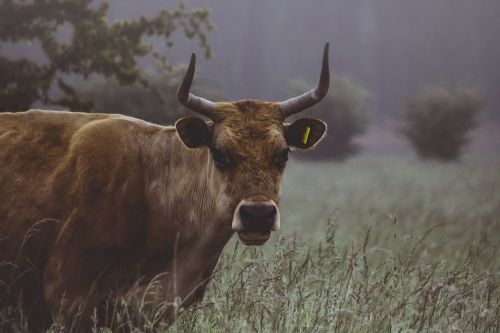 agriculture animal cattle