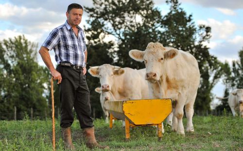 agriculture cane cattle