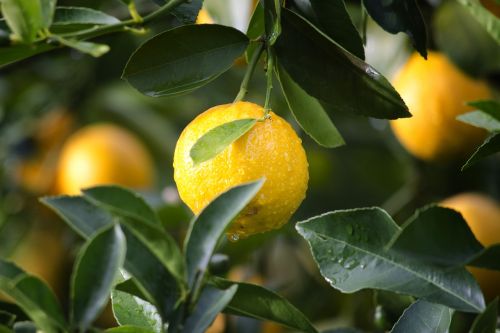 agriculture citrus close-up