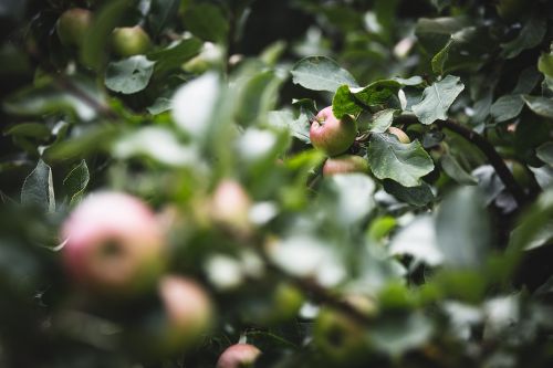agriculture apple blur