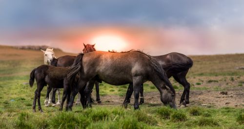 agriculture animal countryside