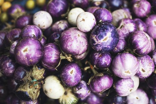 agriculture close-up eggplants