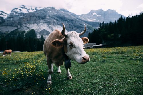 agriculture animal cattle