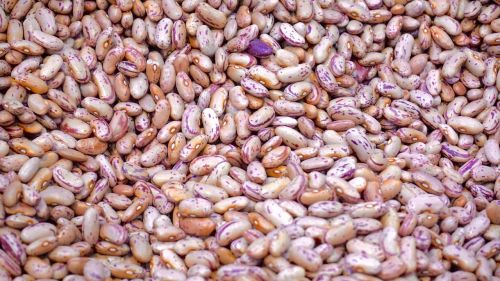 agriculture beans close-up