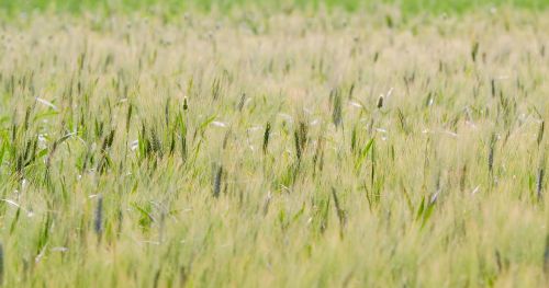 agriculture nature plant