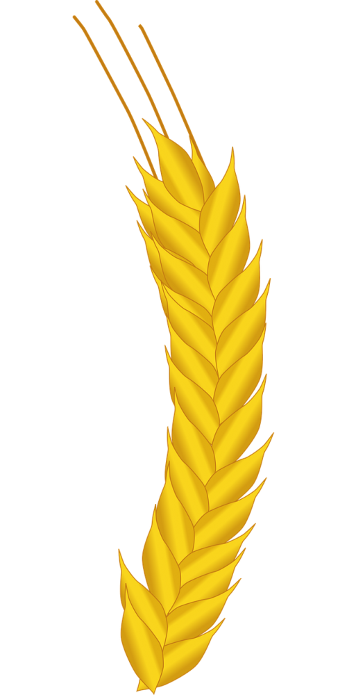agriculture corn crop