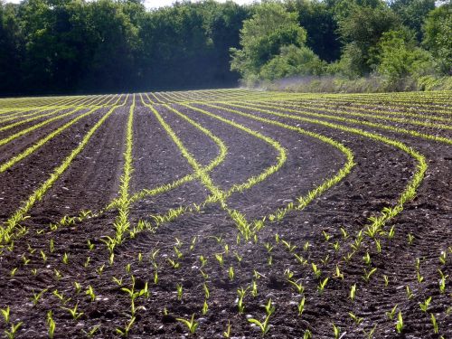 agriculture corn fields