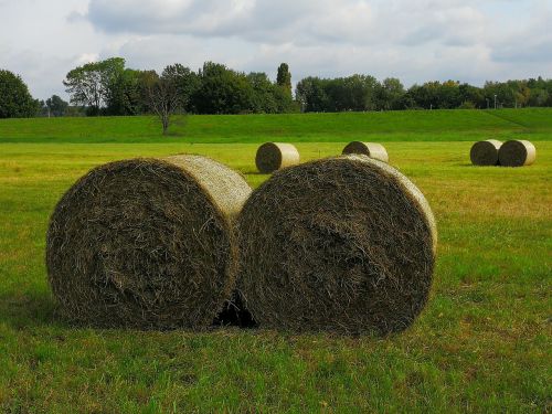 agriculture straw role round bales