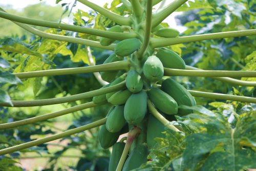 agriculture papaya fruit