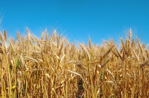 agriculture wheat harvest