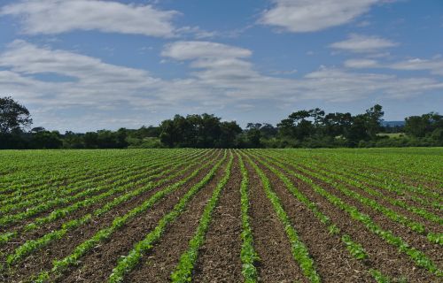 agriculture farm field