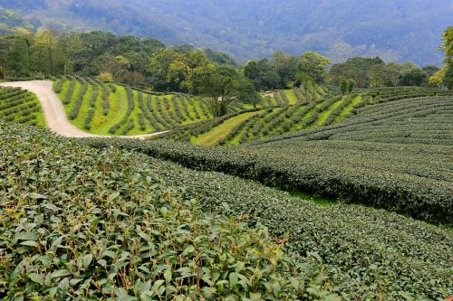 agriculture nature field