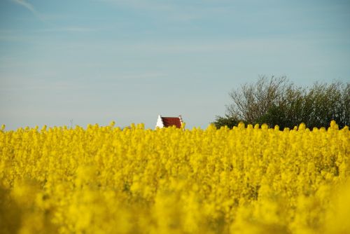 agriculture field crop