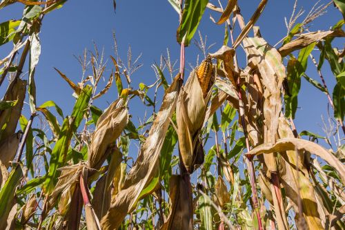 agriculture food plant